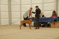 CACIB Rheinberg 2011