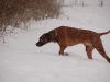 hunde-im-schnee-22010-004.jpg