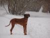 hunde-im-schnee-22010-008.jpg