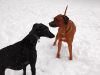 hunde-im-schnee-22010-012.jpg