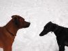 hunde-im-schnee-22010-014.jpg