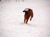 hunde-im-schnee-22010-016.jpg