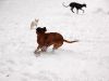 hunde-im-schnee-22010-018.jpg