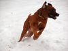 hunde-im-schnee-22010-021.jpg