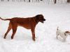 hunde-im-schnee-22010-026.jpg