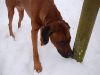 hunde-im-schnee-22010-027.jpg