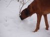 hunde-im-schnee-22010-028.jpg