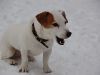 hunde-im-schnee-22010-030.jpg