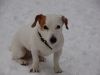 hunde-im-schnee-22010-031.jpg