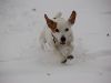 hunde-im-schnee-22010-032.jpg