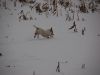 hunde-im-schnee-22010-034.jpg