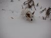 hunde-im-schnee-22010-040.jpg