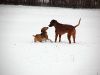 hunde-im-schnee-22010-044.jpg