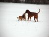 hunde-im-schnee-22010-045.jpg