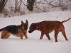 hunde-im-schnee-22010-052.jpg