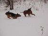 hunde-im-schnee-22010-054.jpg