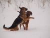 hunde-im-schnee-22010-056.jpg