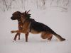 hunde-im-schnee-22010-057.jpg