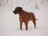 hunde-im-schnee-22010-058.jpg