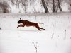 hunde-im-schnee-22010-061.jpg