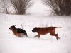 hunde-im-schnee-22010-062.jpg