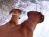 familie-fritzi-hunde-weihnachten2010-116.jpg