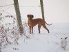 familie-fritzi-hunde-weihnachten2010-132.jpg