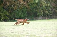 herbstspaziergang-102010-127