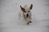 hunde-im-schnee-22010-032