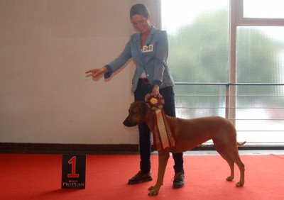 1. Platz Championklasse Spezialrassehundeschau Recklinghausen 2013