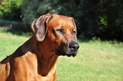 Adhiambos Sohn Chingola Maanhaar Cheikh Simba